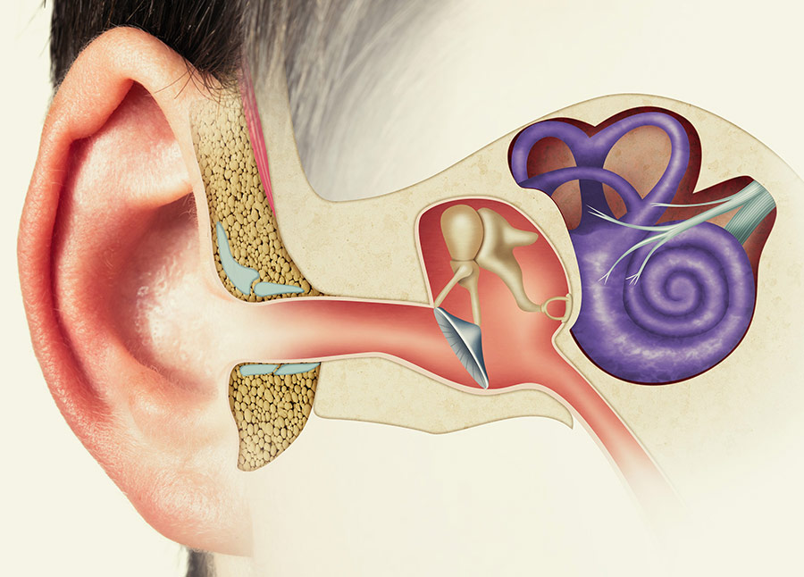Vestibular Therapy inner ear illustration Vestibular Therapy inner ear illustration