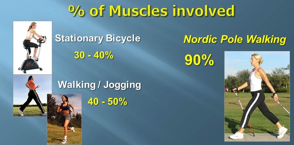 Nordic Pole Walking percent of muscles used